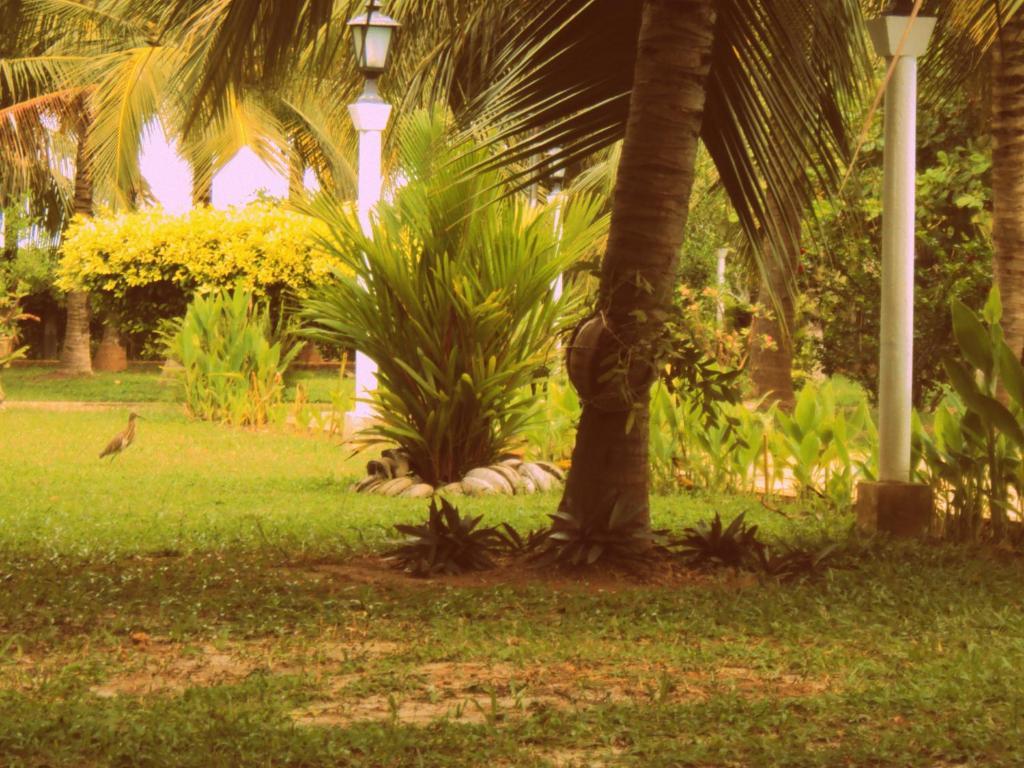 Hotel Lagoon Paradise Negombo Eksteriør billede